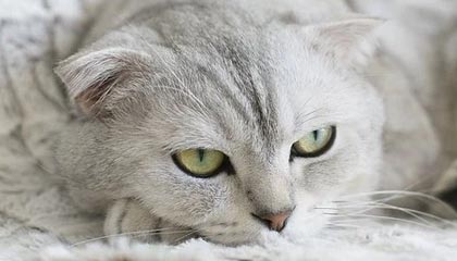 爱游戏体育（AYX）官方APP下载-青训基地揭幕：新设施助推联盟未来之星成长，青训中心是干嘛的